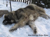 /album/almok/kun-karcag-sz-%c4%99pe-kennel-kuty-ii-%2821%29-jpg/